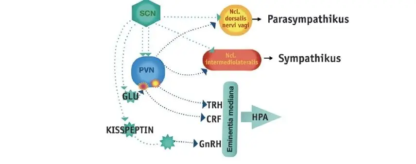 Ein Diagramm, das den Verlauf der Psoriasis veranschaulicht und die Rolle der Osteopathie in Hamburg und ihre Anwendung in sportbezogenen Fällen hervorhebt.