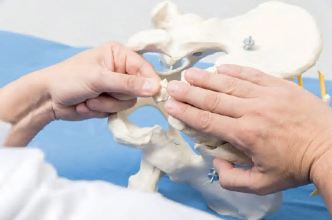 Ein Osteopath in Hamburg setzt Schrauben in ein Modell des Beckens für Kinderosteopathie ein.