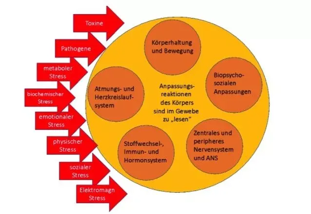 Ein Diagramm eines Kreises mit verschiedenen Pfeilen, die in verschiedene Richtungen zeigen und verschiedene Bewegungen und Zusammenhänge im Bereich der Osteopathie in Hamburg darstellen.