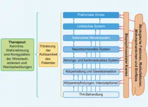 Flowchart illustrating therapeutic influences on patient awareness. Left: Therapist knowledge, including Osteopathie insights. Center: Promotion of patient mindfulness. Right: Systems affected, such as the prefrontal cortex and limbic system. Labels in German and relevant to psychosomatische concepts.